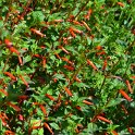 Cuphea platycentra 'Matchless'
